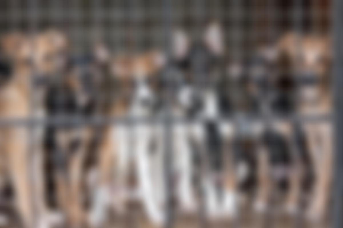 Animal Protection Charity | Charici