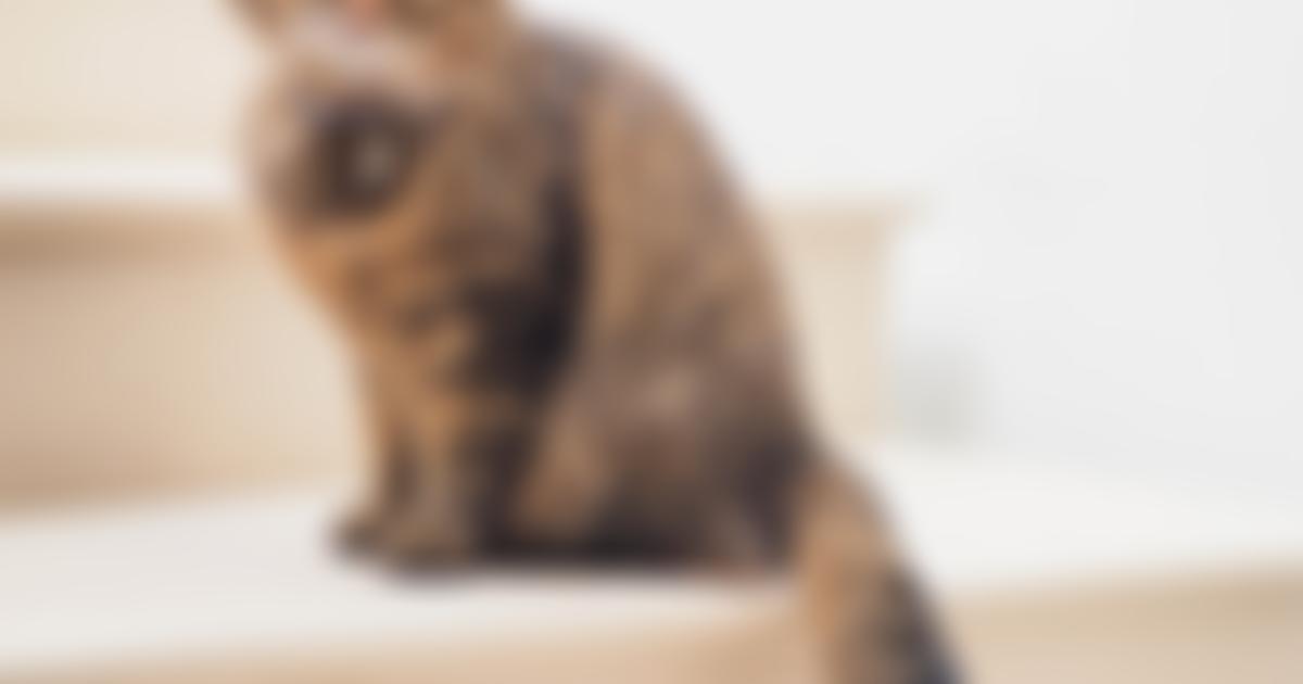 Meow And Furever | Charici