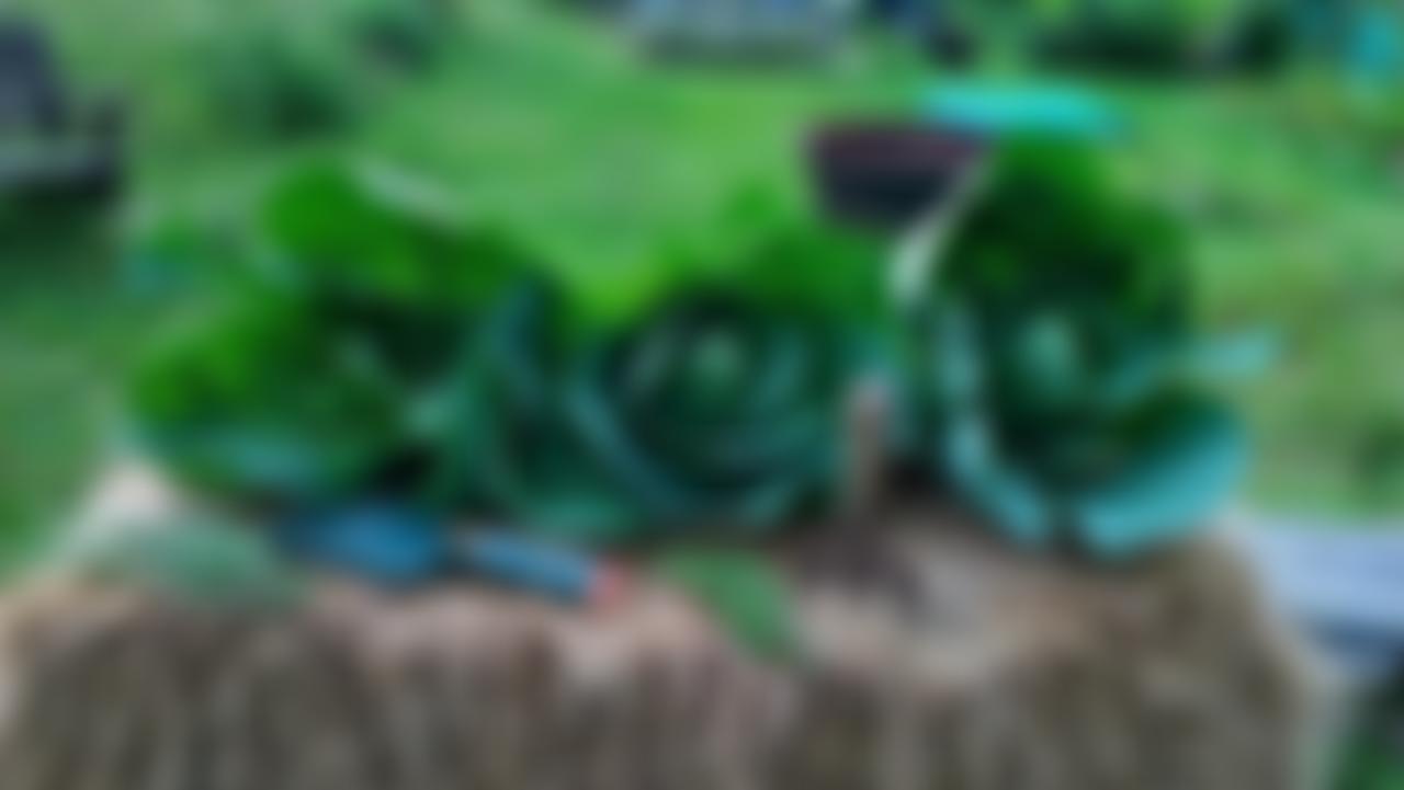 Grow Lewisham | Charici