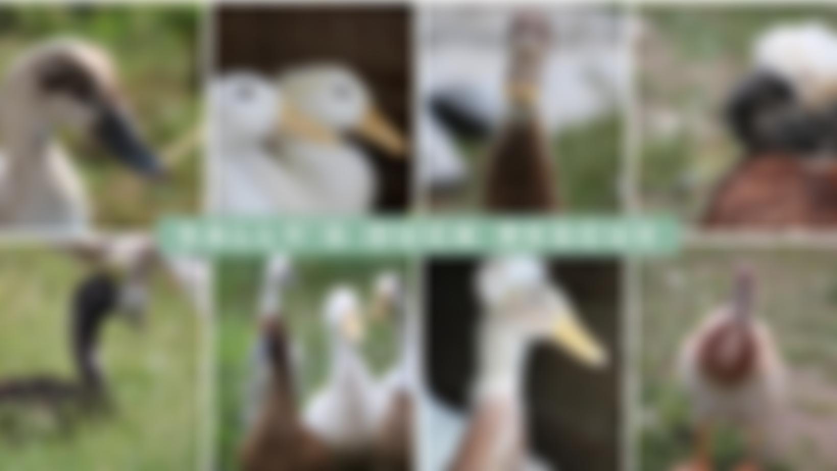 Sallys Duck Rescue (UK) | Charici