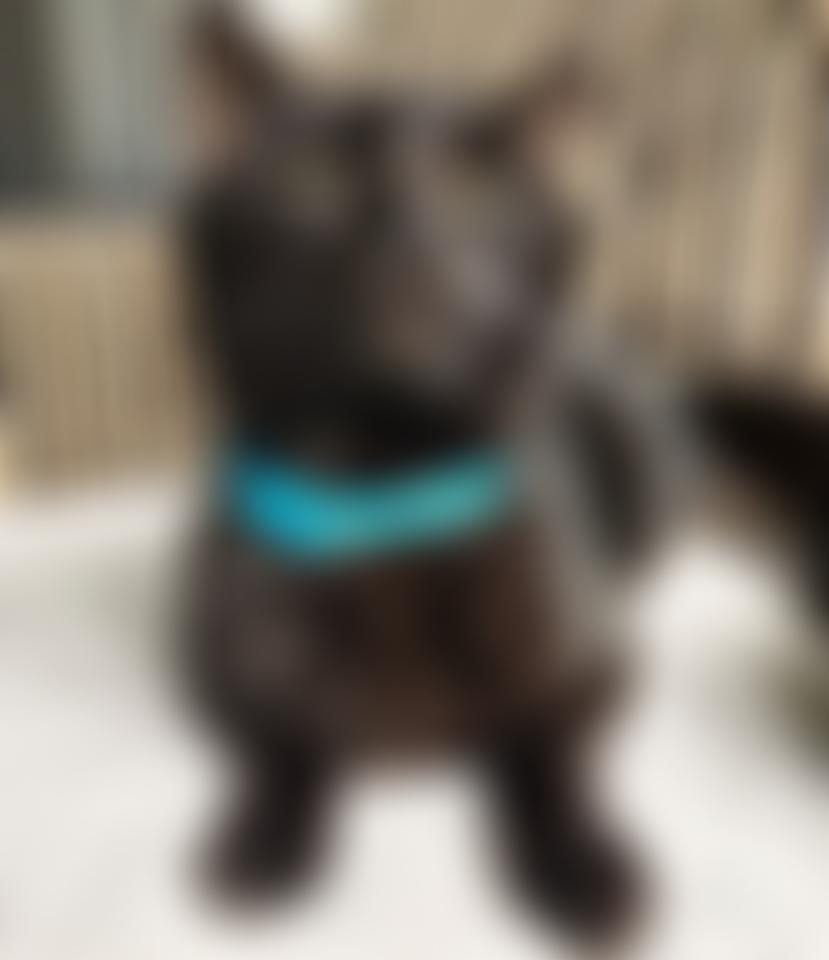 Feline And Wildlife Rescue Nottingham | Charici