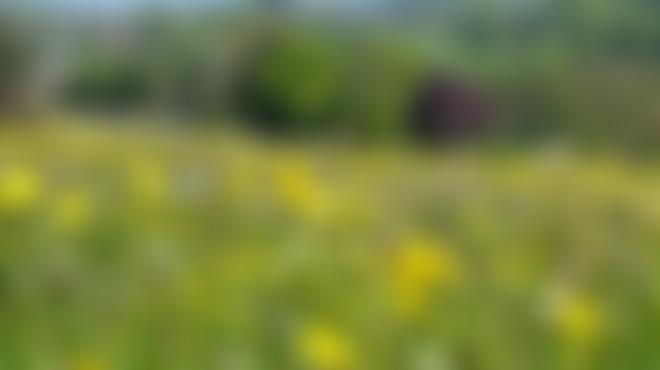 Richmondshire Landscape Trust Cio | Charici