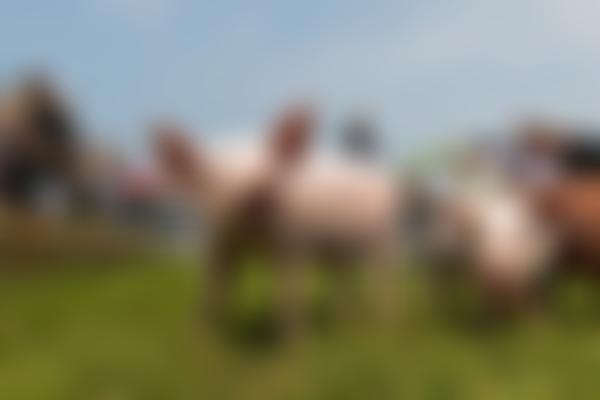 Hertfordshire Agricultural Society | Charici