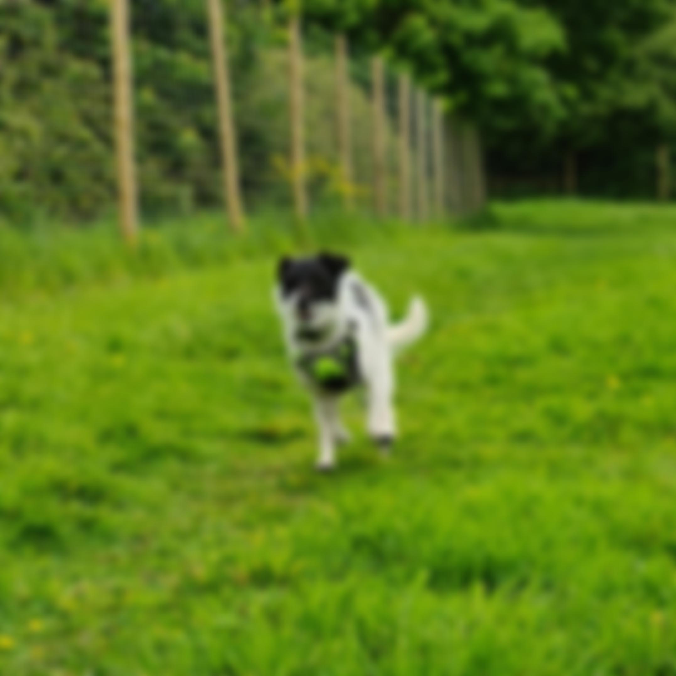 Royal Society For The Prevention Of Cruelty To Animals Solent Branch Cio | Charici