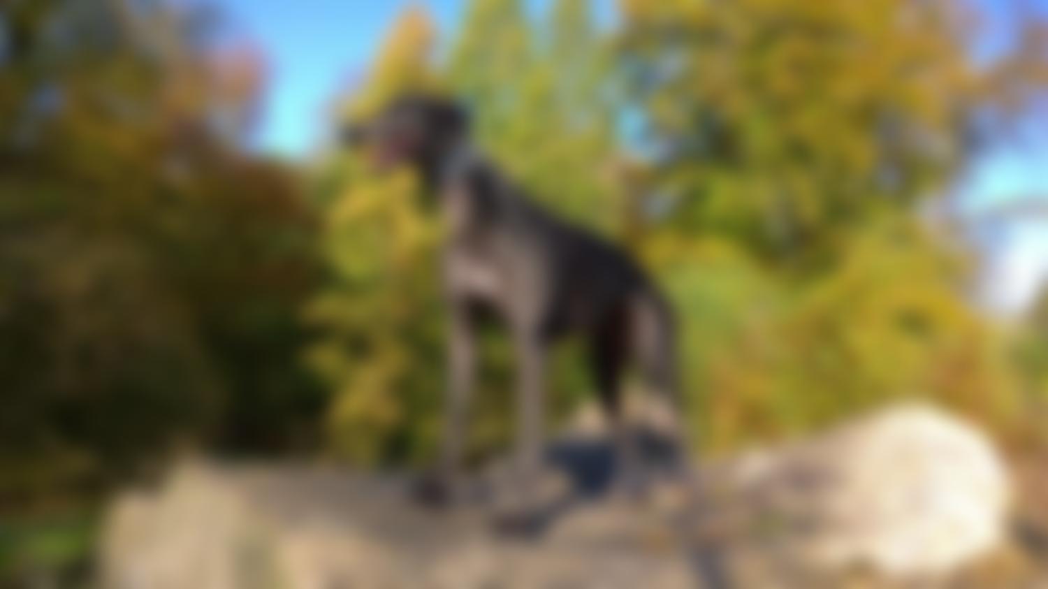 Home Run Hounds Greyhound Charity | Charici