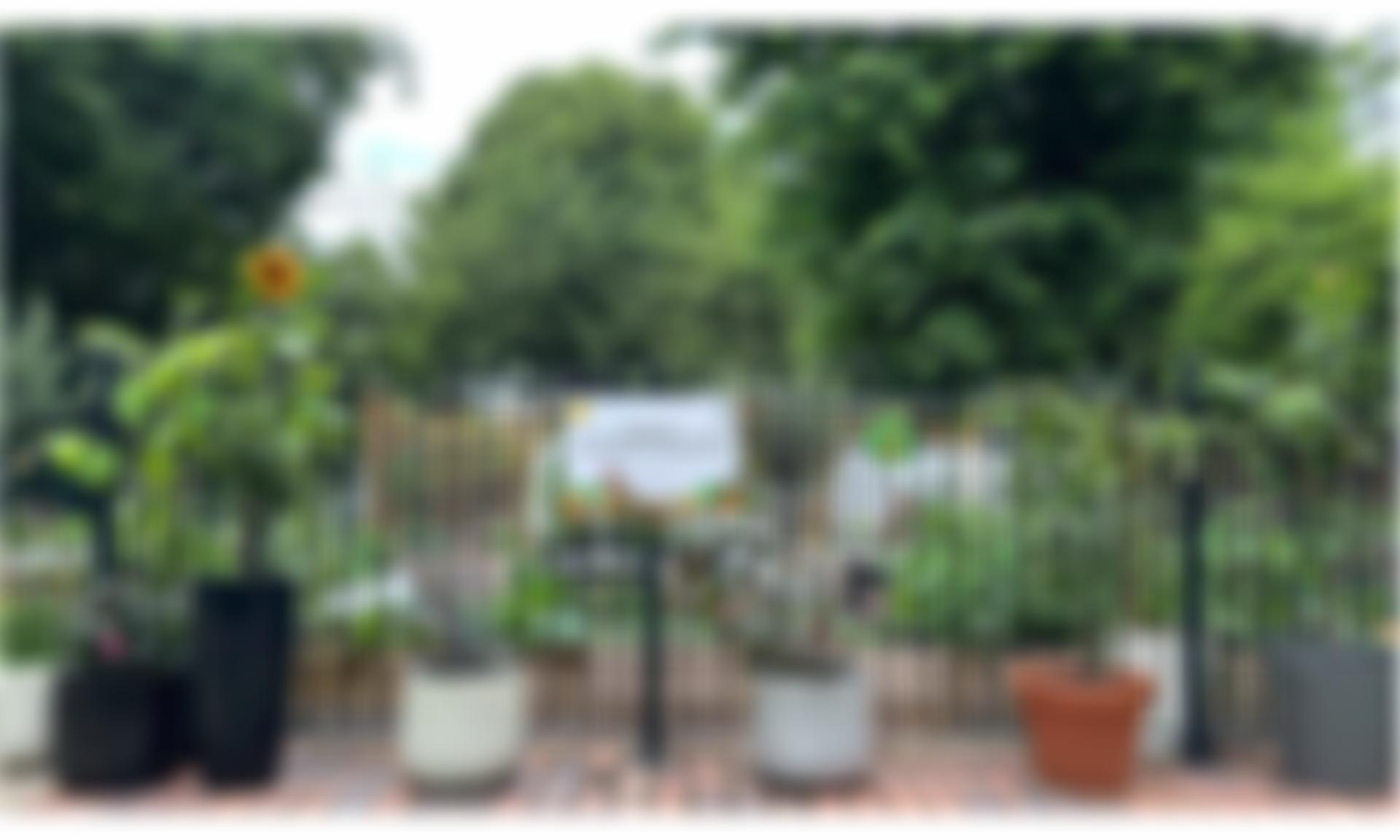 Goldman Gardens | Charici