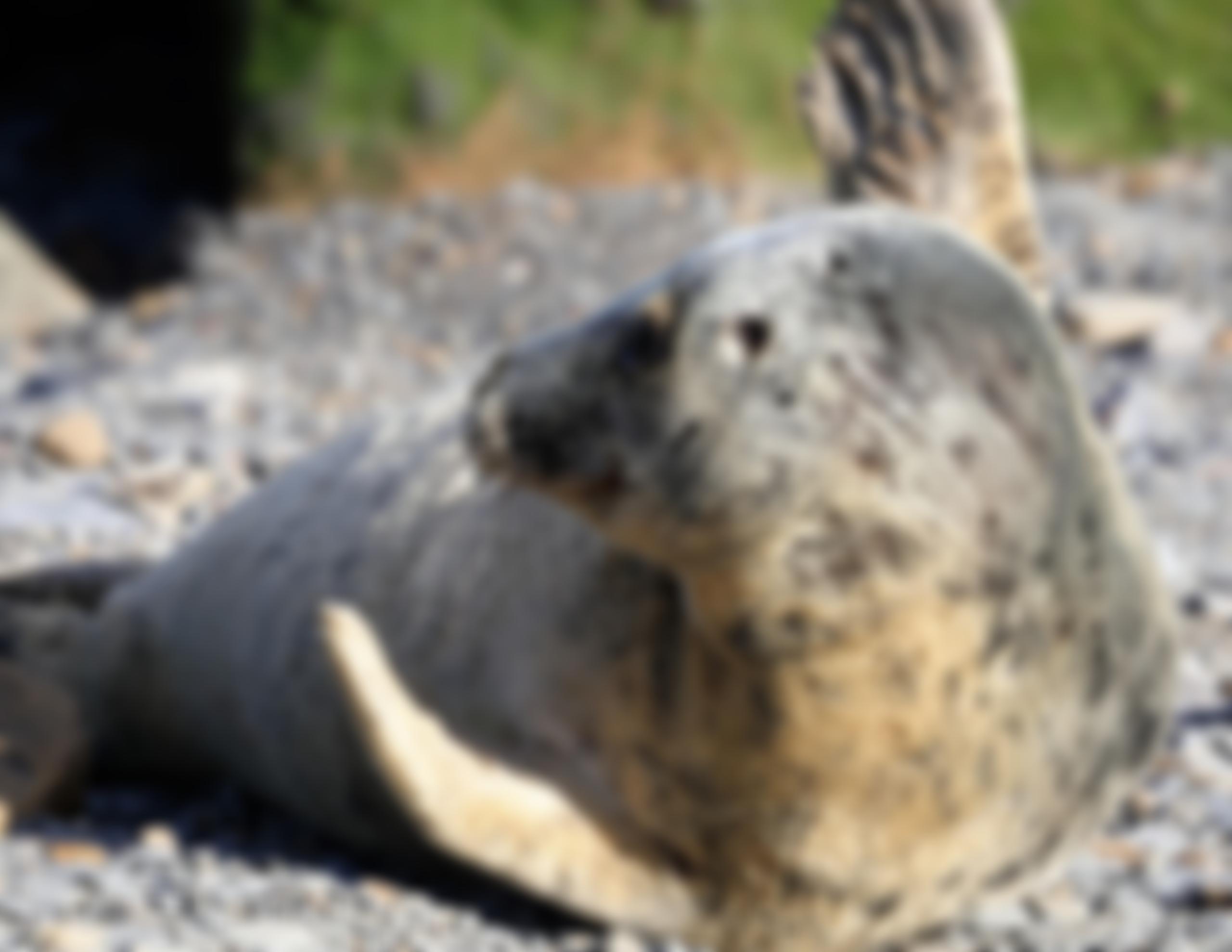 Yorkshire Seal Group | Charici