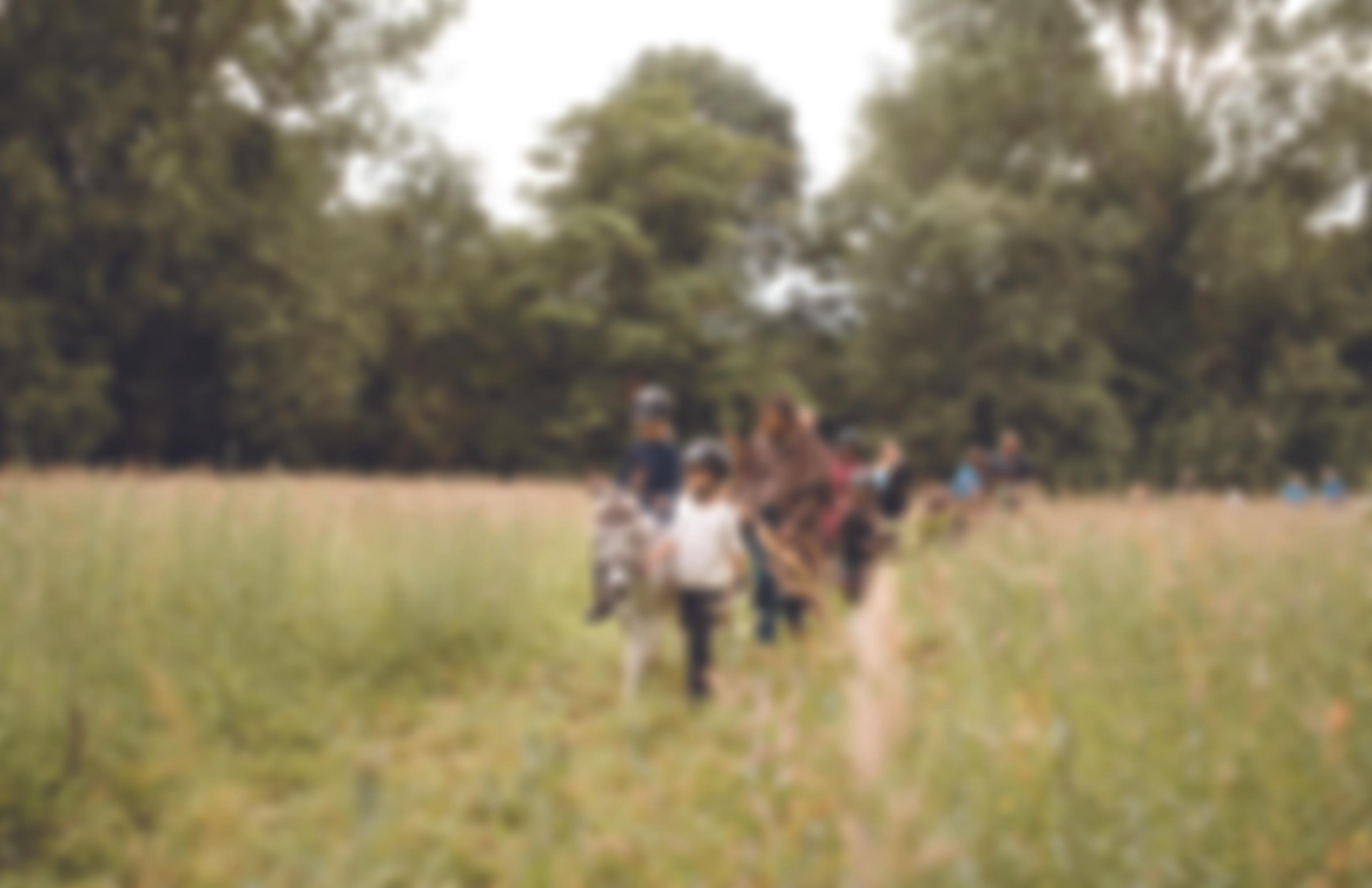 Donkey Breed Society | Charici