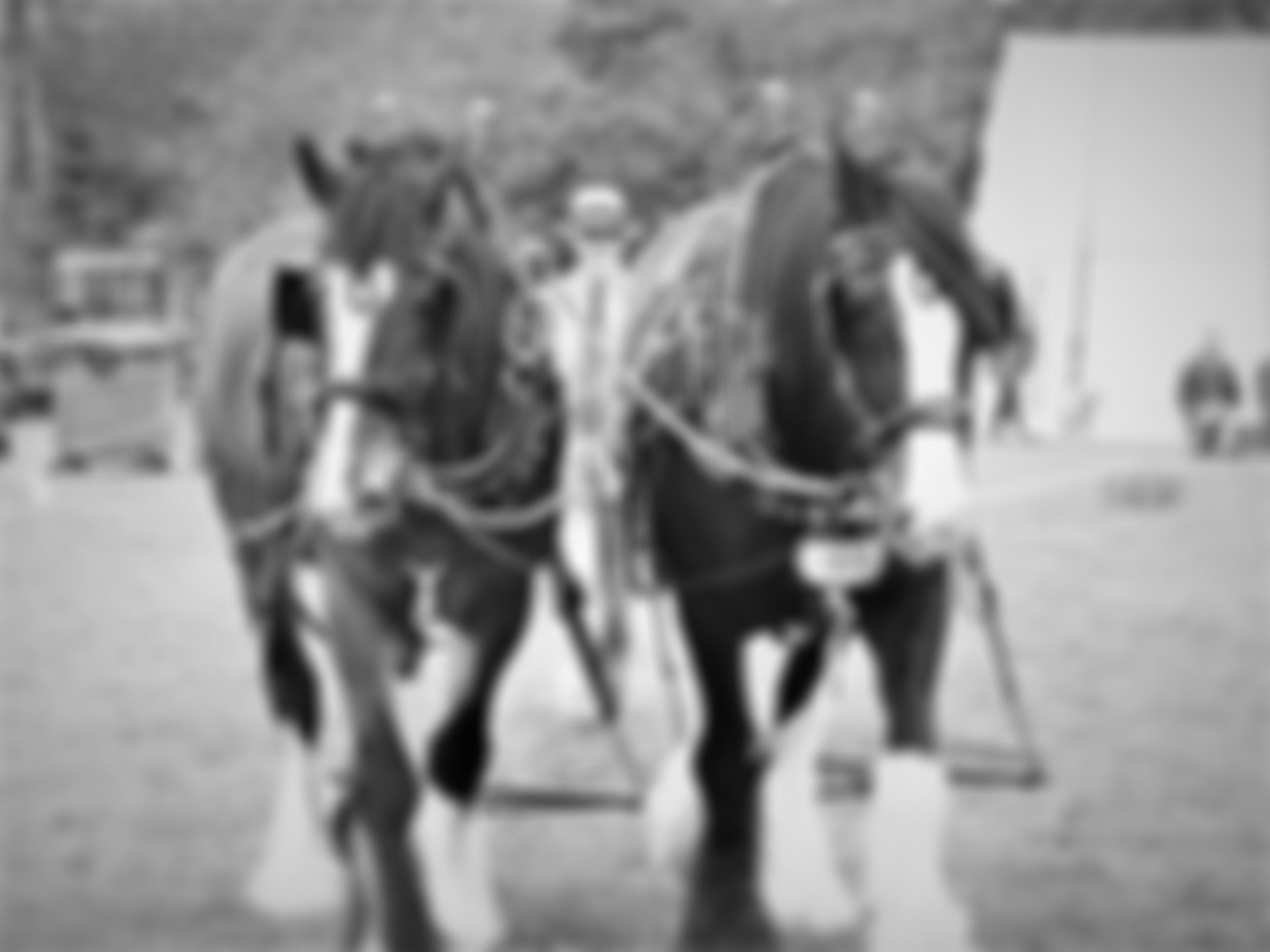 South Eastern Shire Horse Association | Charici