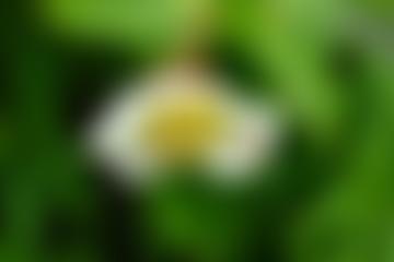 Wiltshire Gardens Trust | Charici