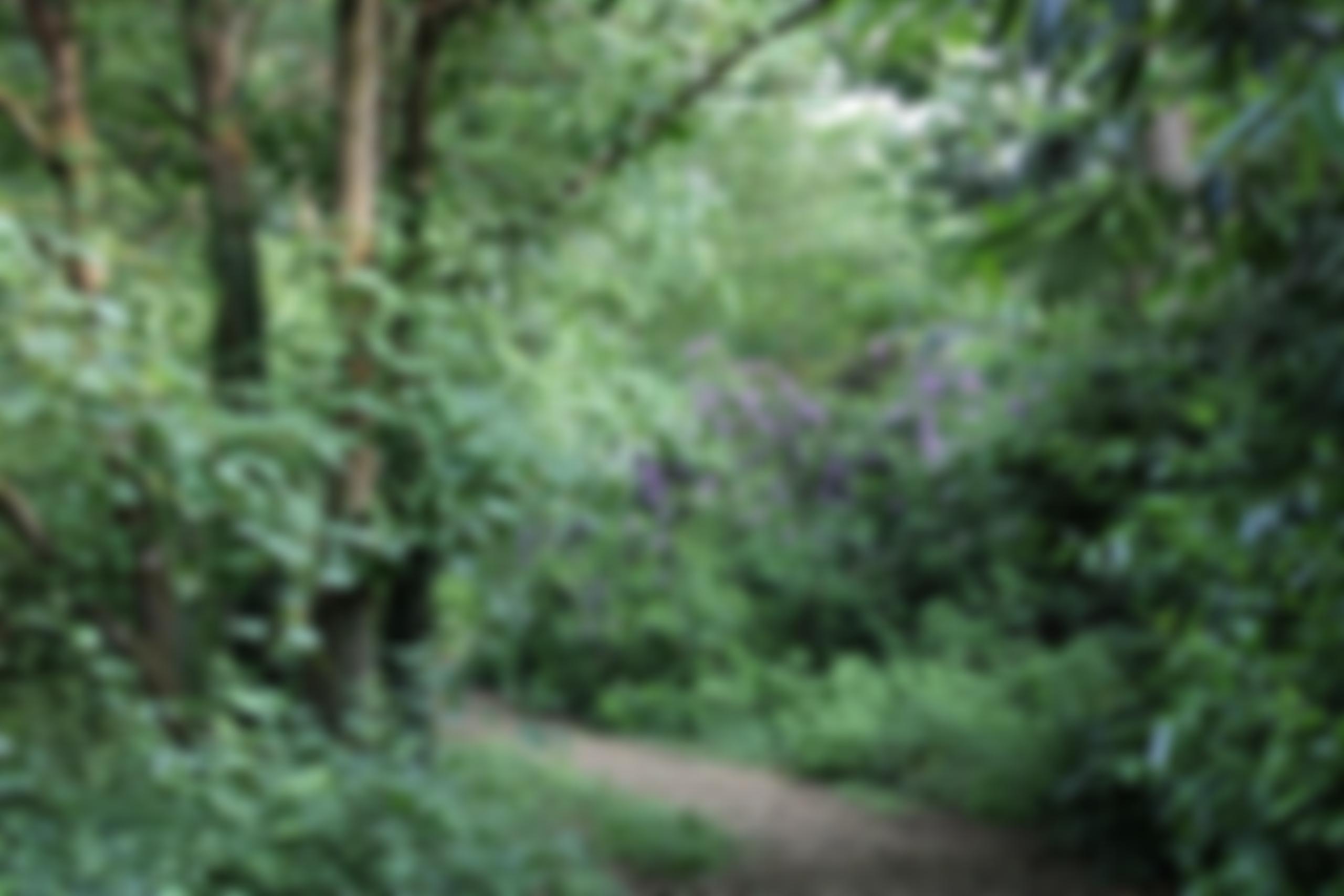 Bisterne Village Hall | Charici