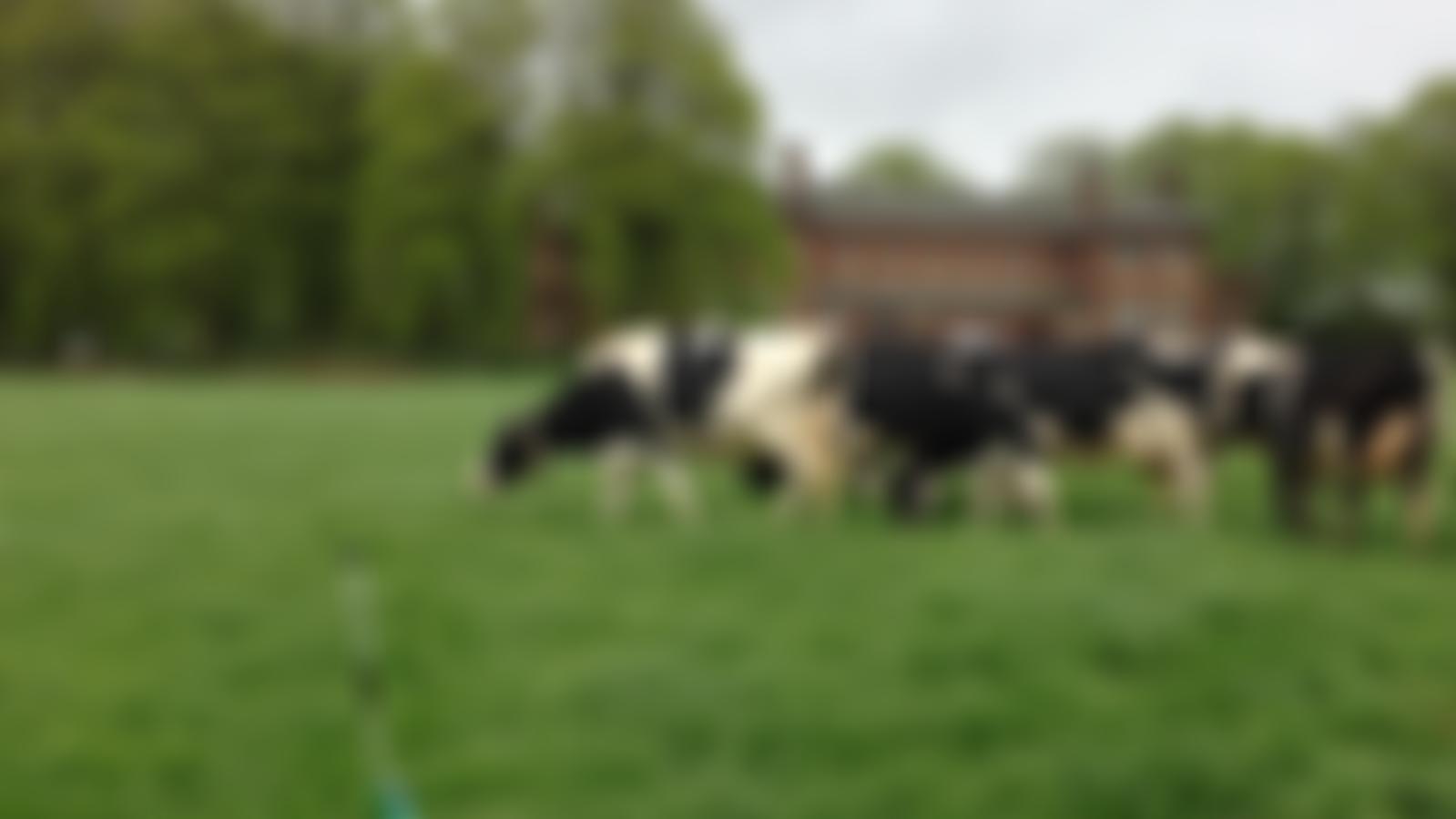 West Country Dairy Awards | Charici