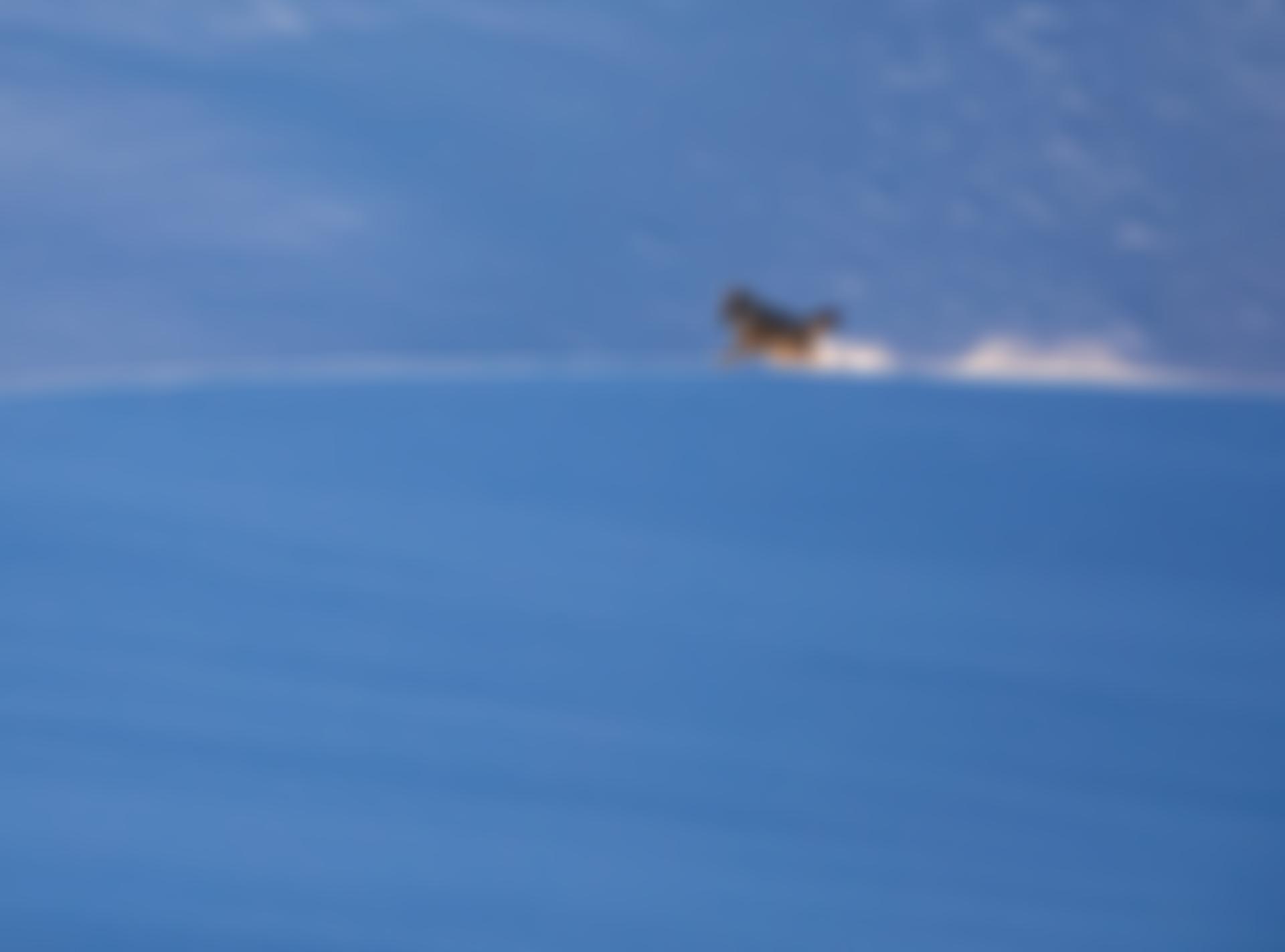 Fauna & Flora International | Charici