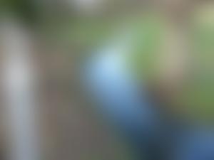 The Bourne Society | Charici