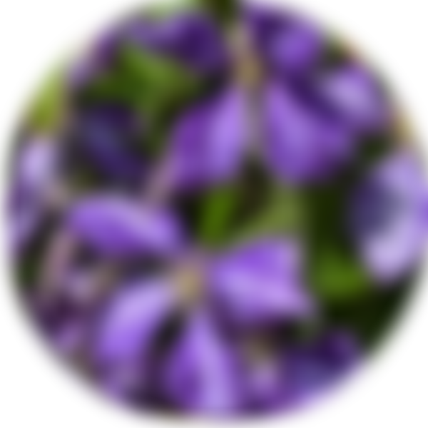 British Clematis Society | Charici