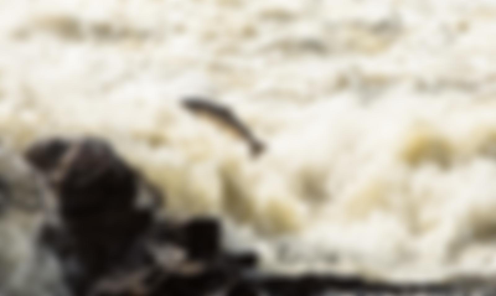 Wild Fish Conservation | Charici