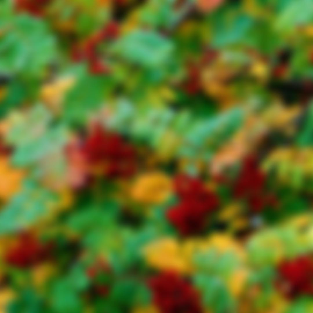 The Woodland Trust | Charici