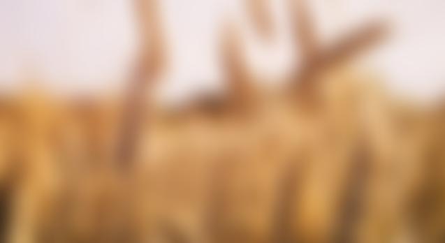 Living Grace Ministry | Charici