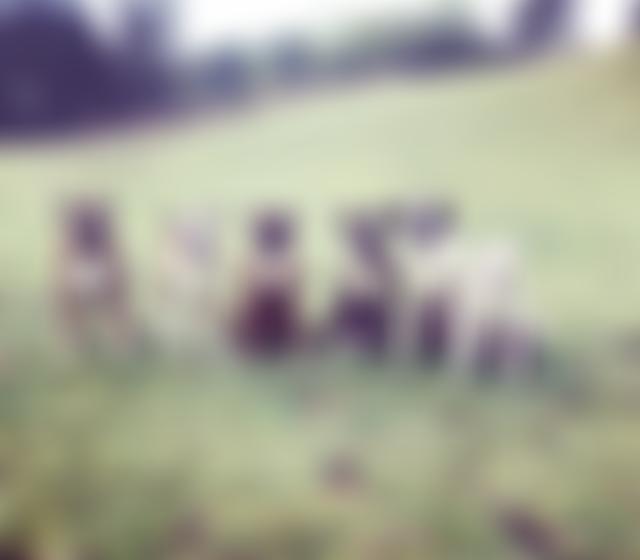 The Boxer Rescue Service (Southern) | Charici