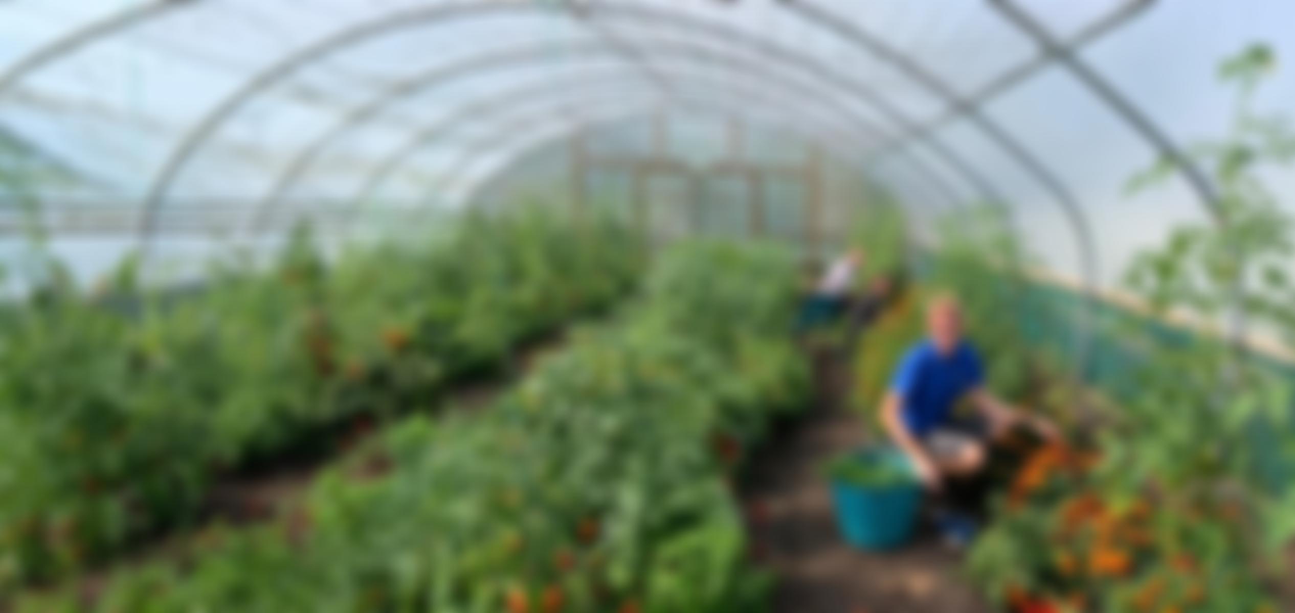 Bridge Community Wellness Gardens | Charici