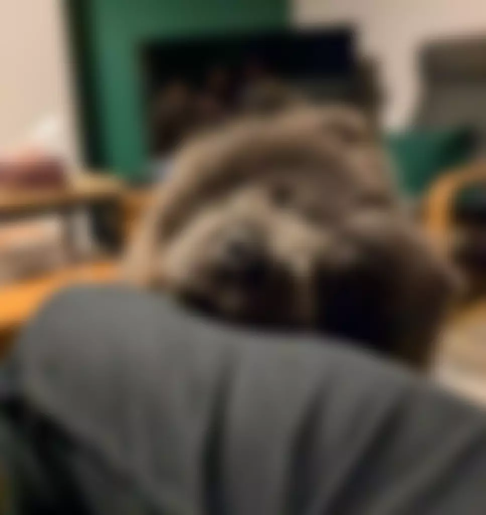 Animal Friends Of Turkey (Afot) | Charici