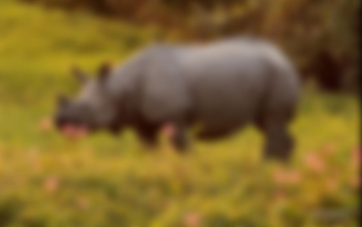 People For Nature And Peace | Charici