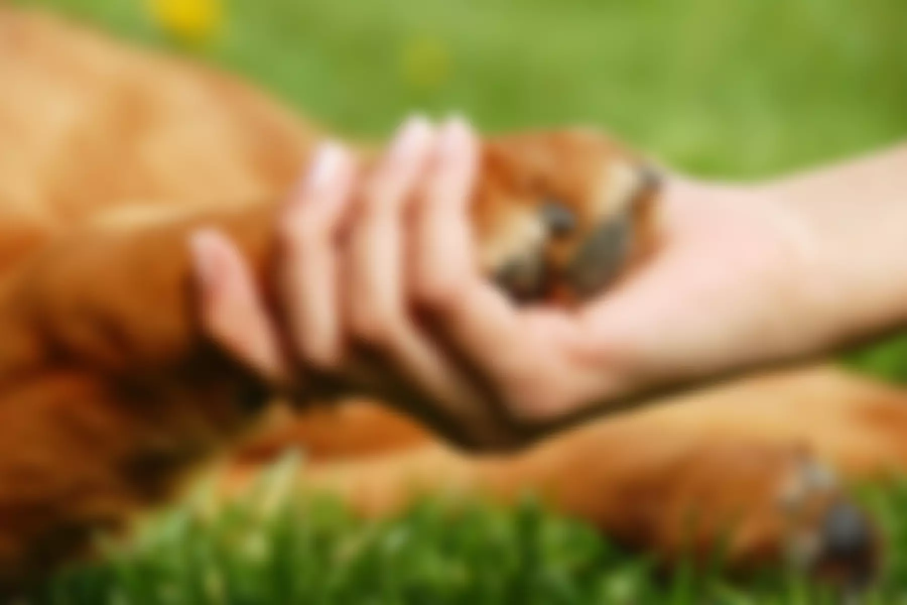 Assistance Dog Assessment Association | Charici