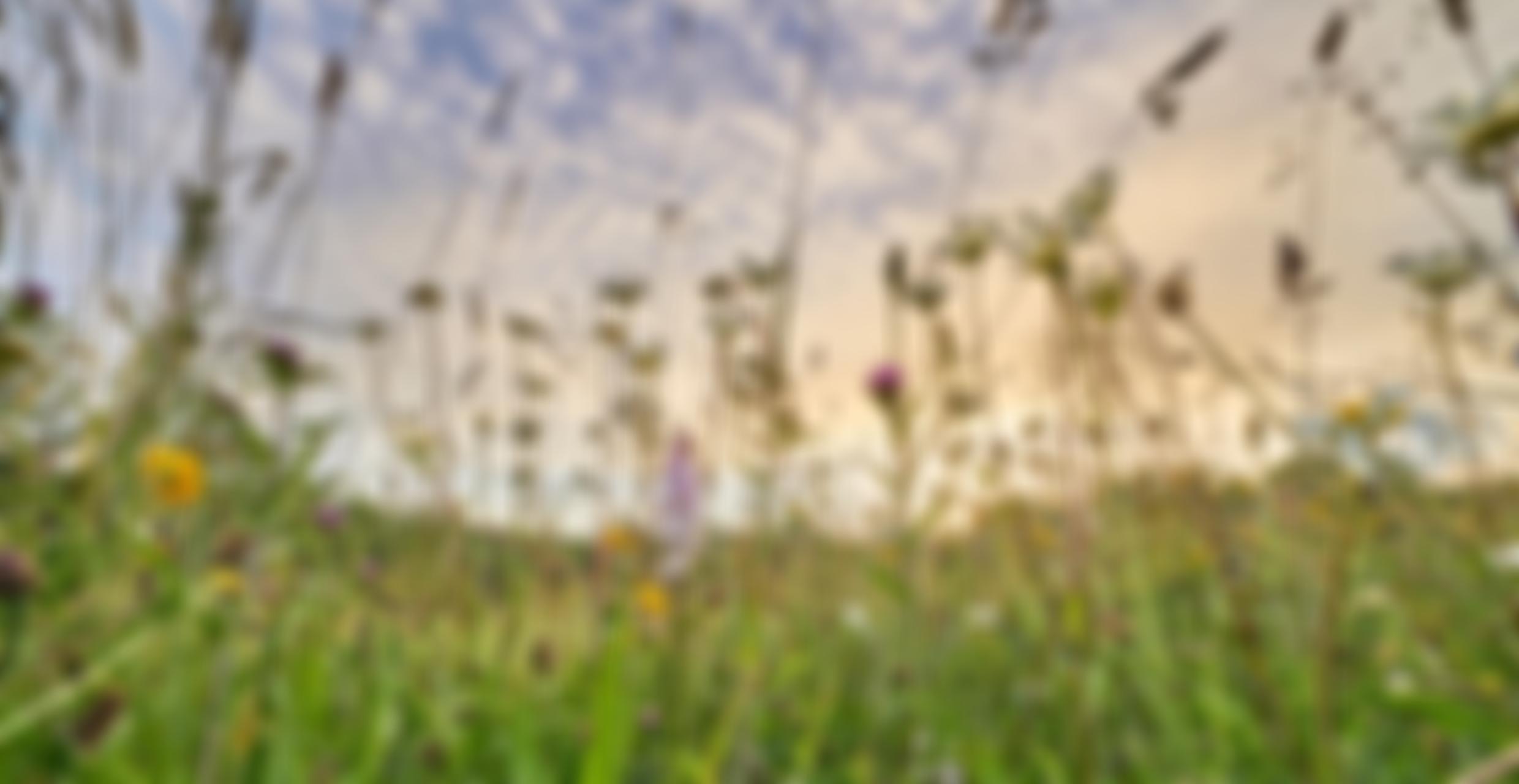 Greenhavens Network | Charici