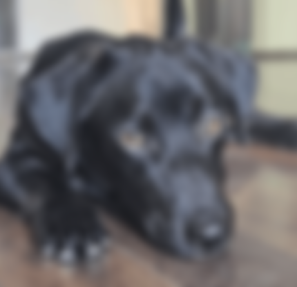 Saving Souls Animal Rescue | Charici