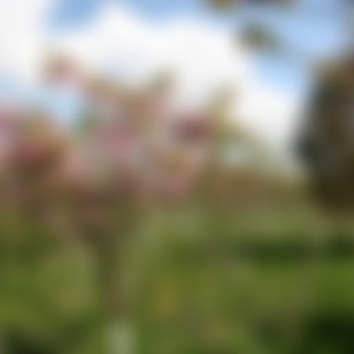 The Yealmpton Woodland Burial Association | Charici