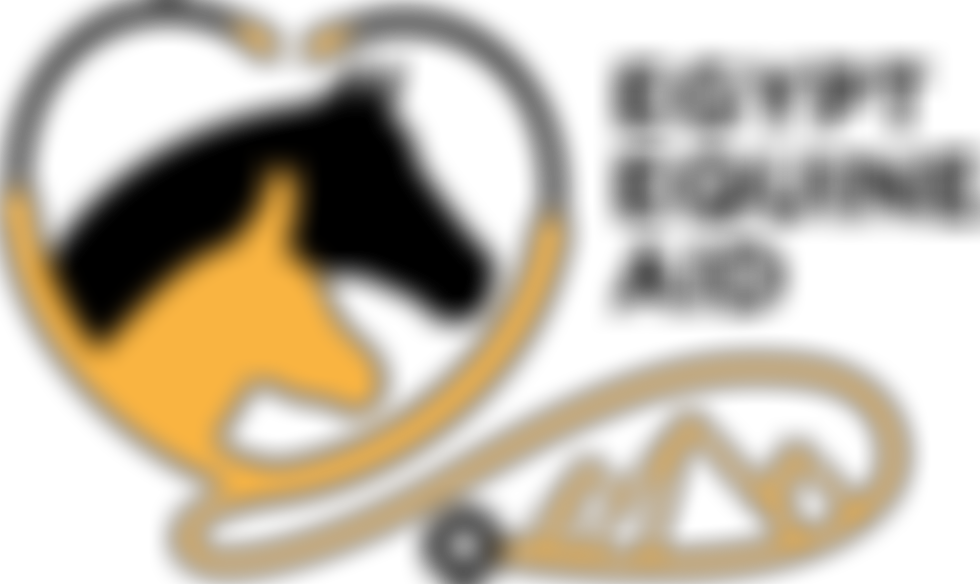 Egypt Equine Aid UK | Charici