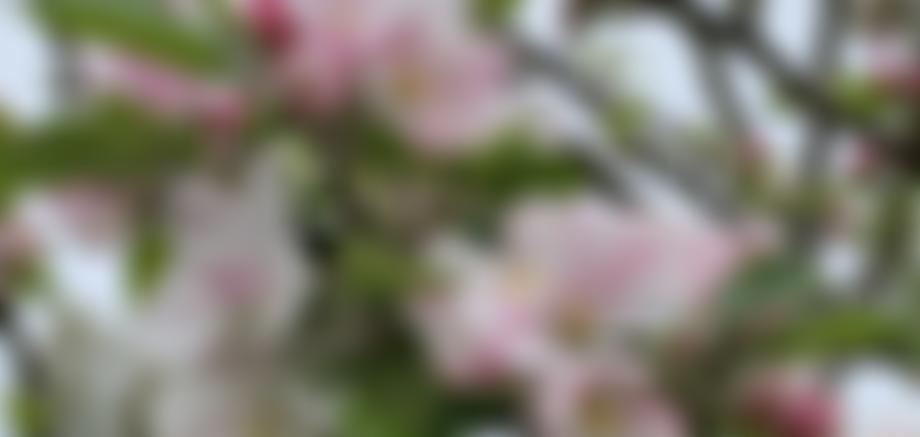 Halstock Community Hall | Charici