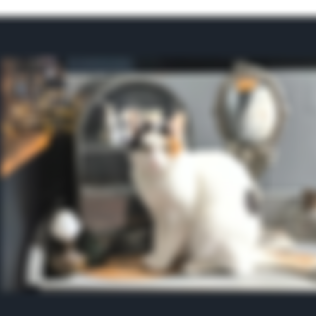 Pawsitive Cattitudes Rescue | Charici