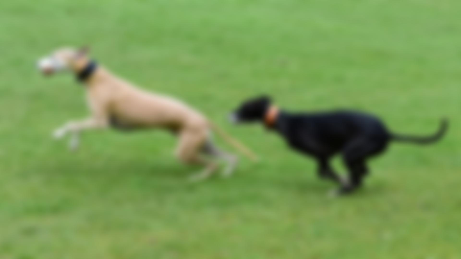 Jr Whippet Rescue Cio | Charici
