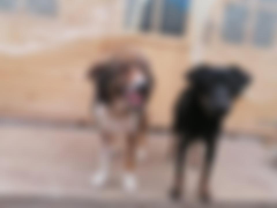Strays To Stay | Charici