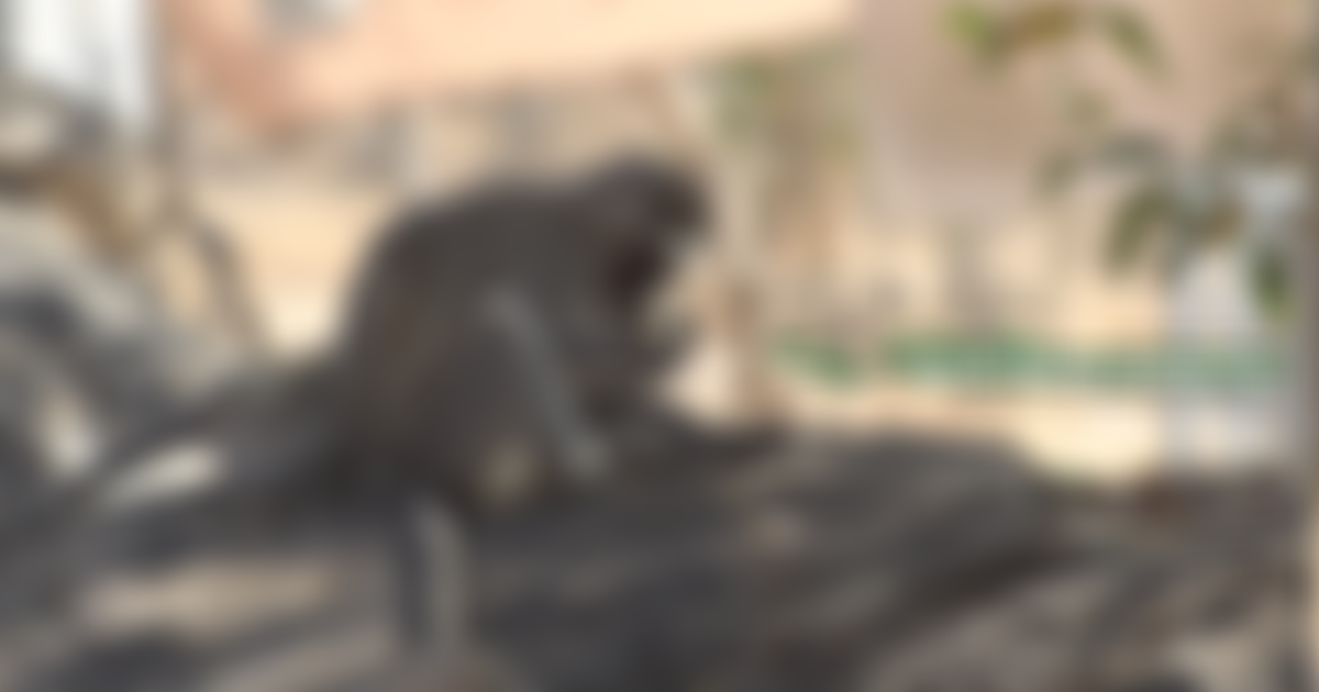 Vervet Monkey Foundation UK | Charici