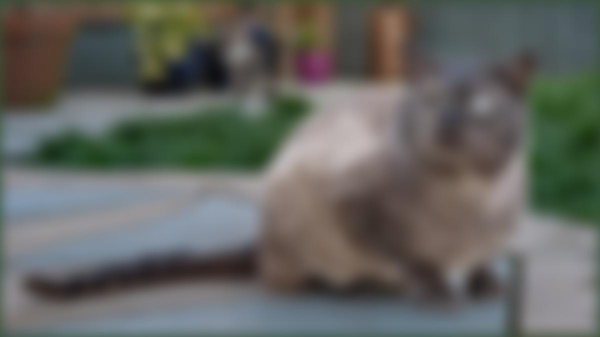 Holly's Merry Moggies | Charici