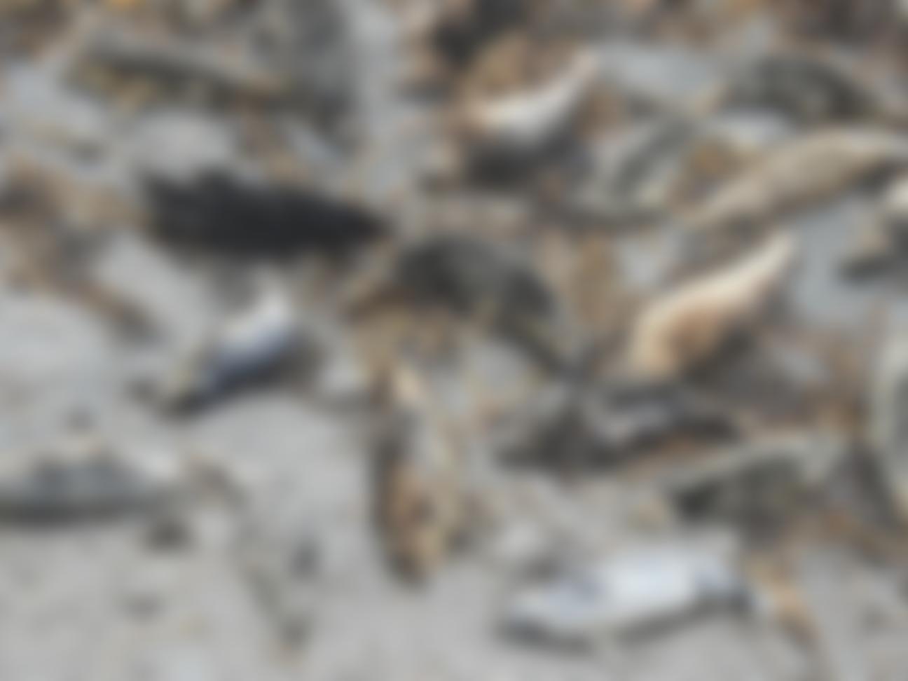 Cornwall Seal Group Research Trust | Charici