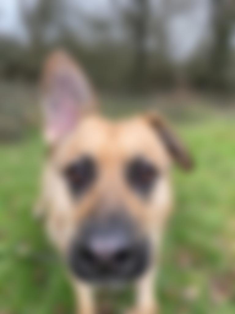 Dogs Life Rescue & Transport | Charici