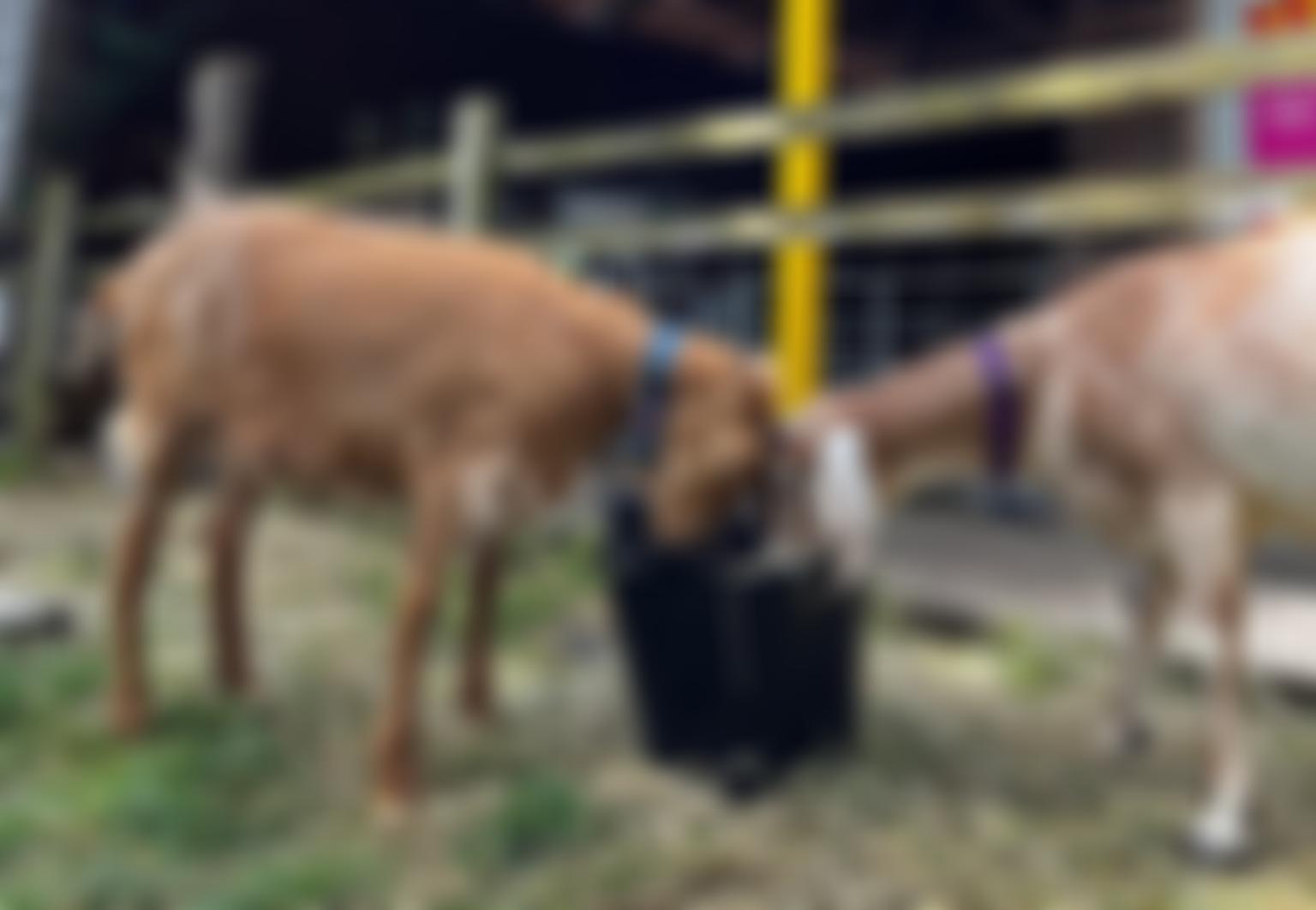 St Werburghs City Farm | Charici