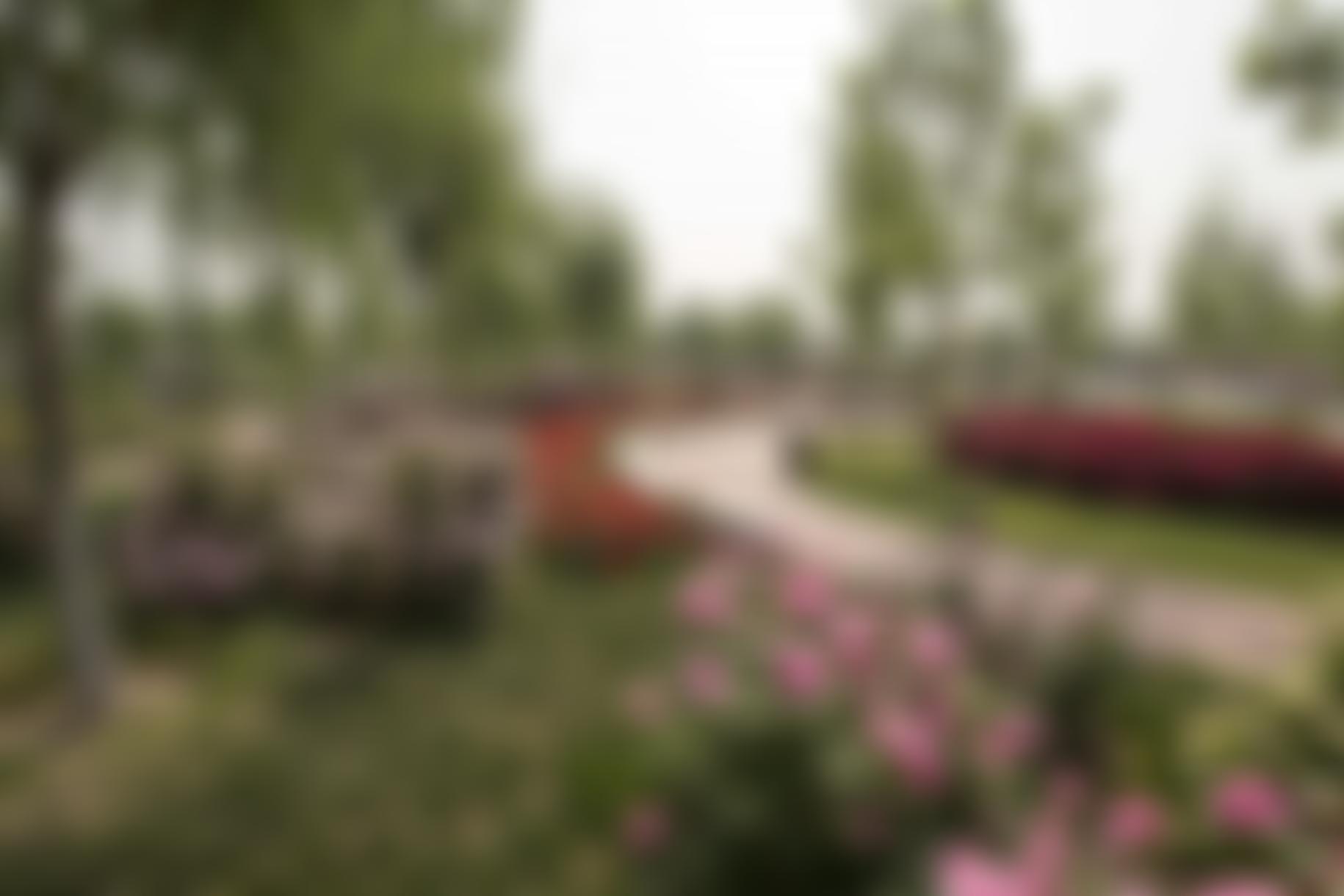 The World Federation Of Rose Societies | Charici
