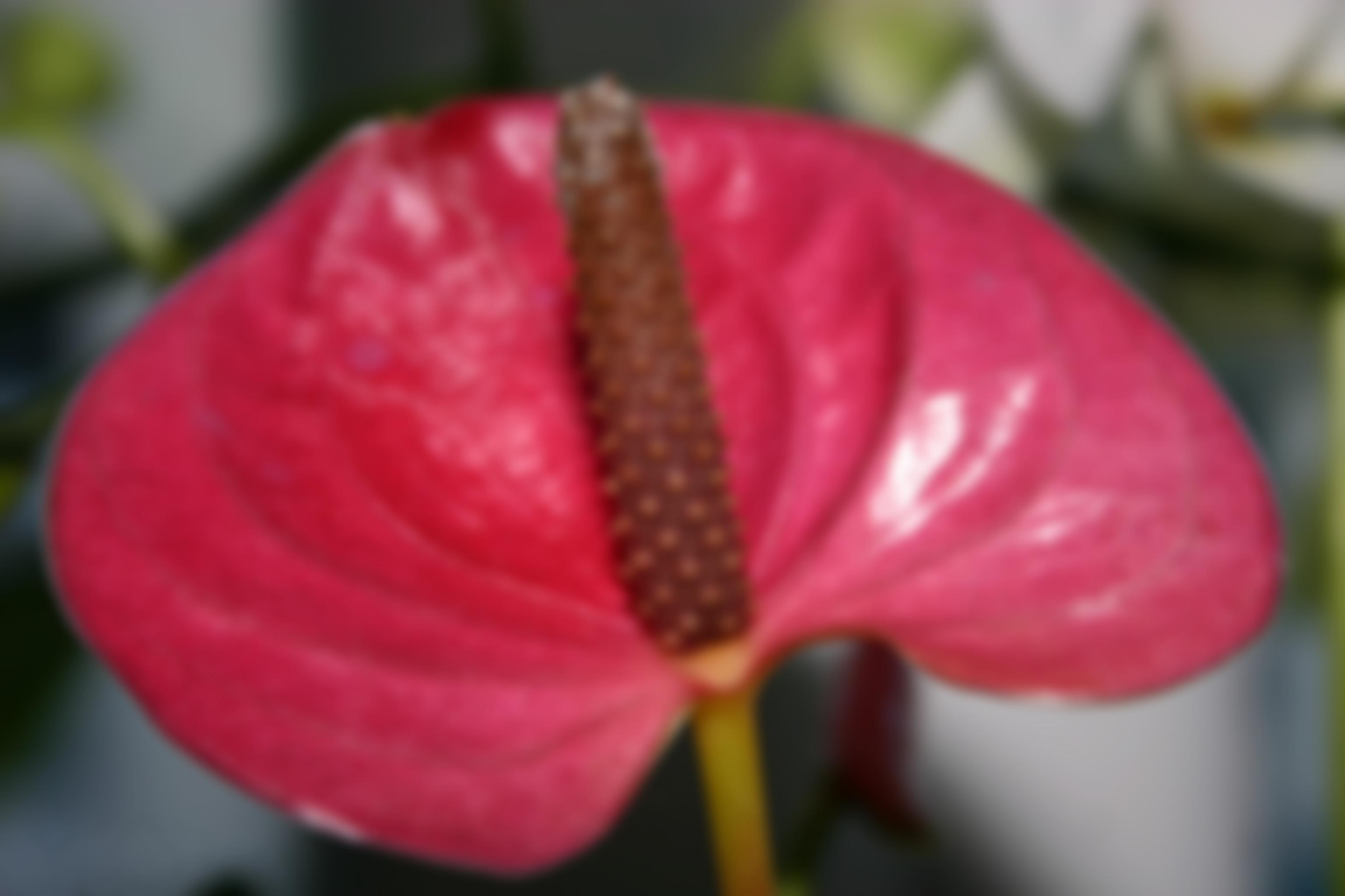 Minehead Gardening Club | Charici