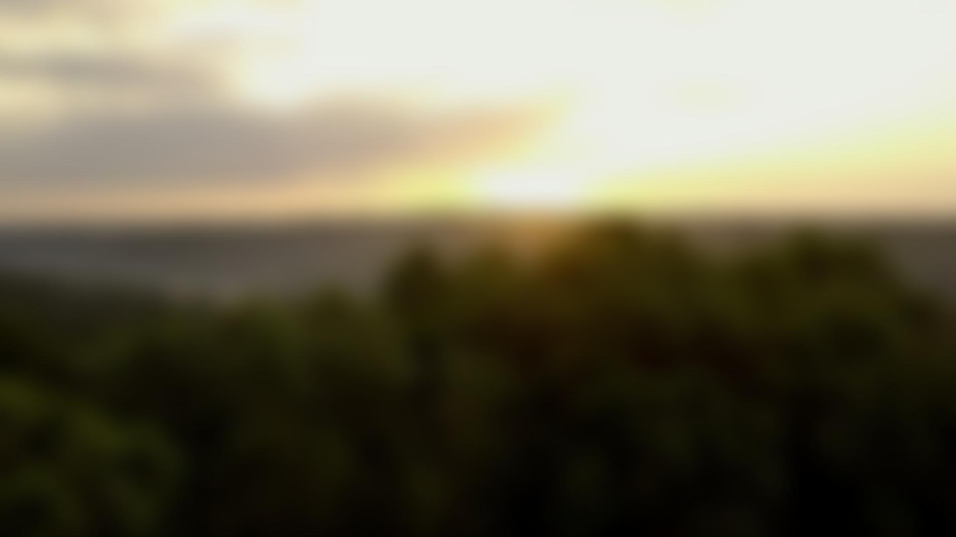 Wild Impact Foundation | Charici