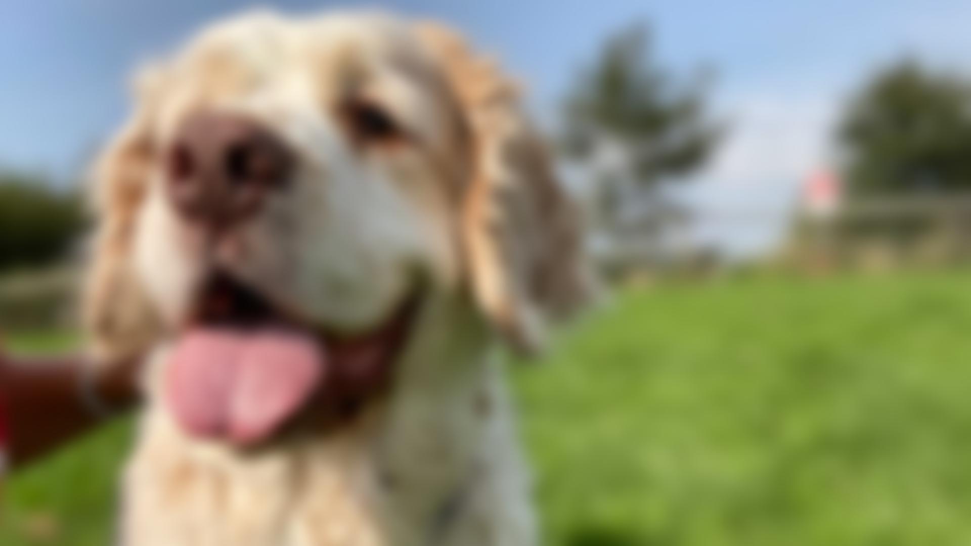 Woodside Animal Welfare Trust | Charici