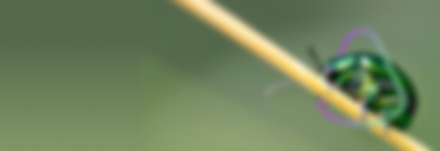 Royal Entomological Society Of London | Charici