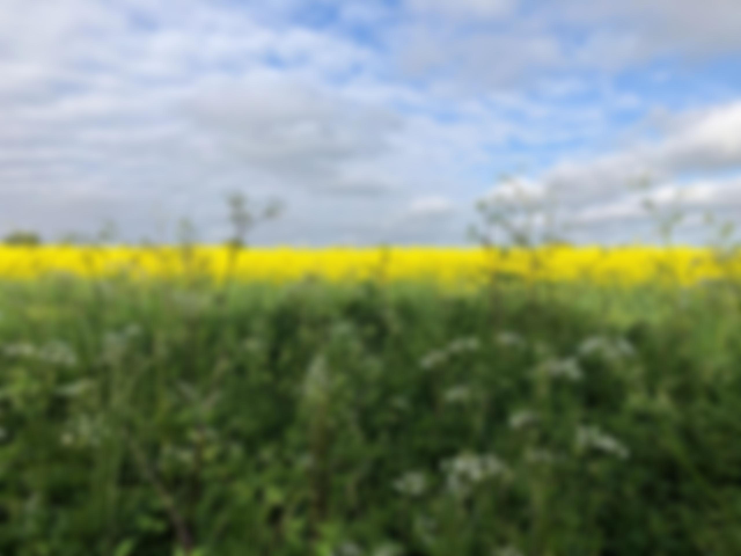 Gazeley Recreation Ground | Charici