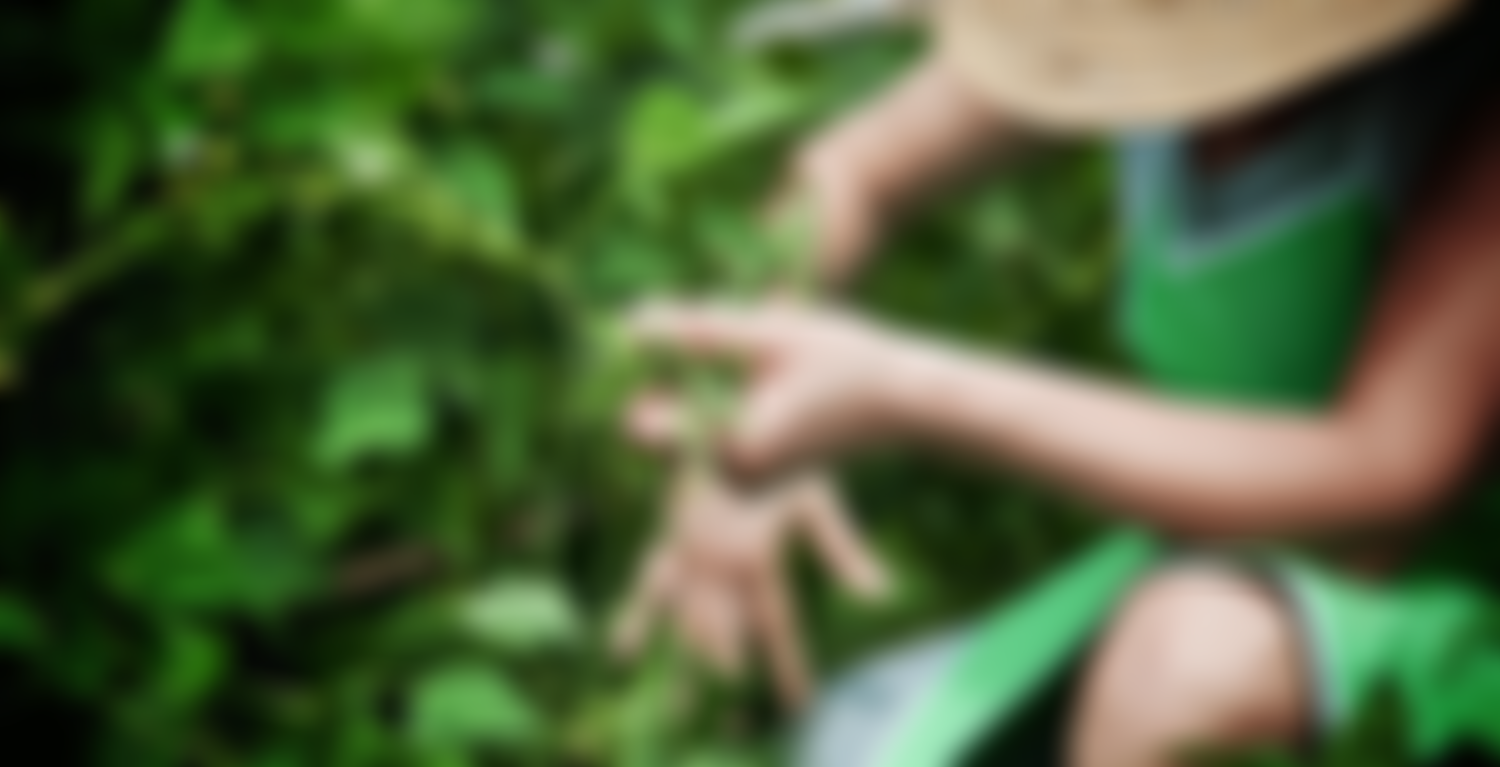 Pesticide Action Network UK | Charici