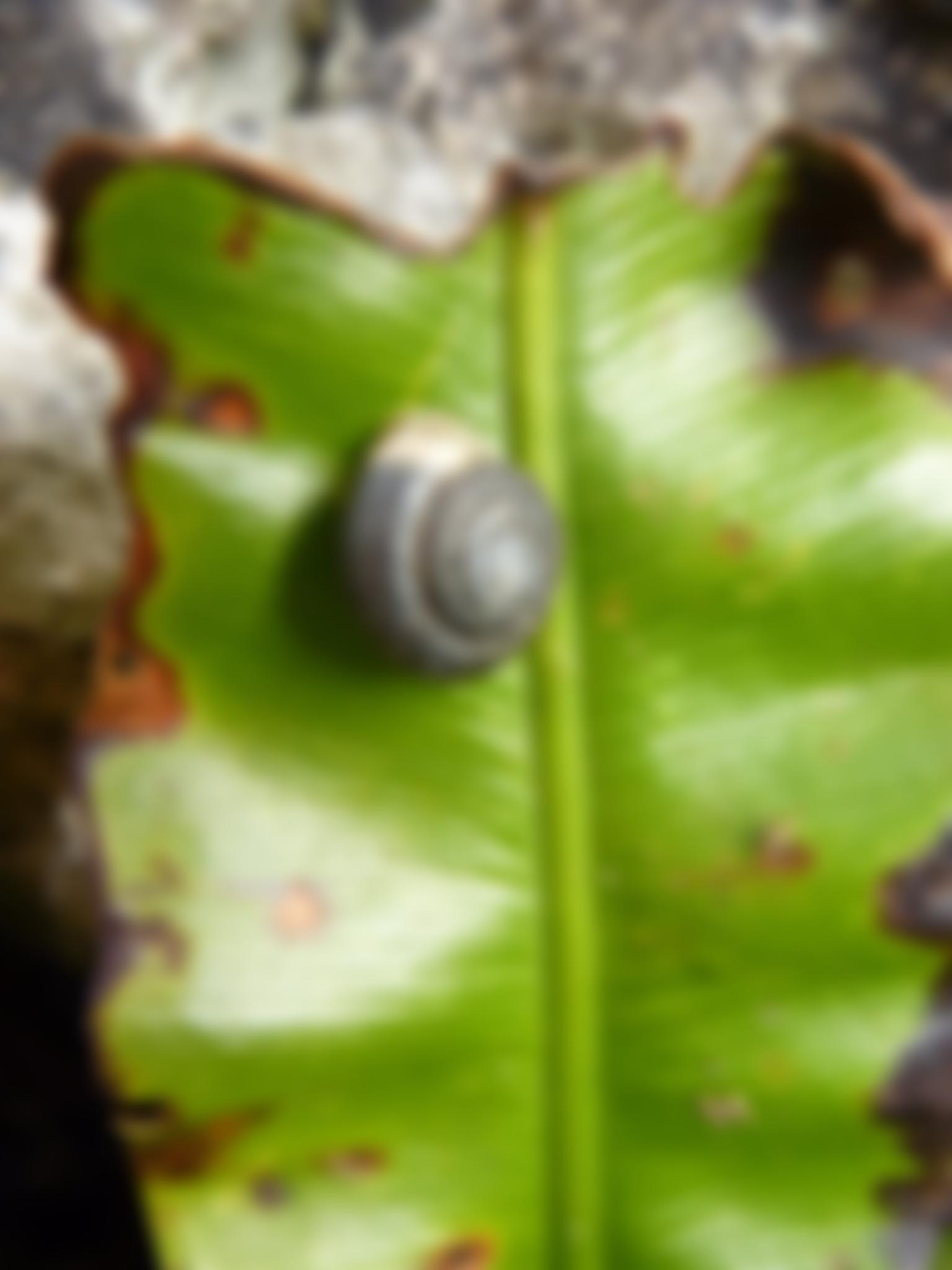 The British Association Of Nature Conservationists | Charici